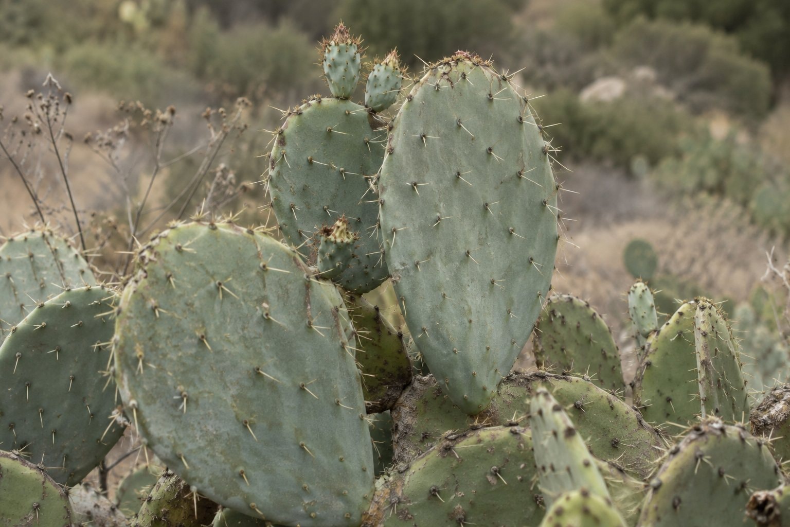 Close-up of broad prickly-pear cactus pads in natural light.