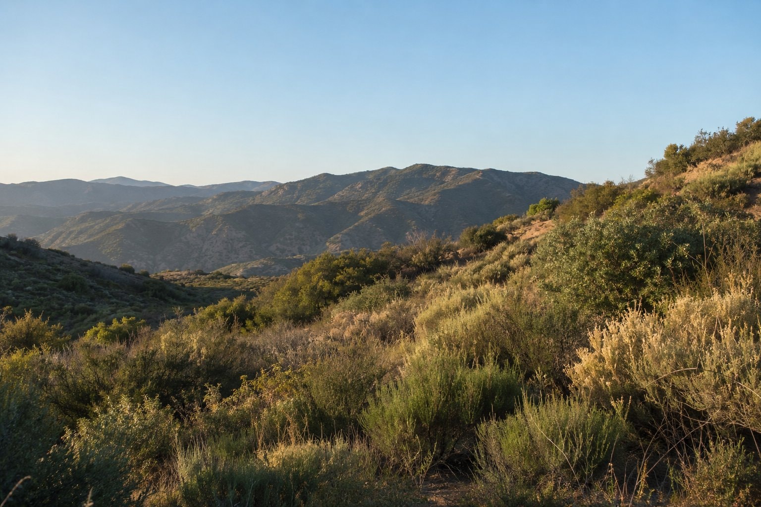 Low shrubs across a dry hillside in warm afternoon light.